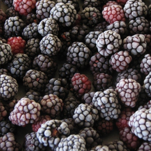 blackberry